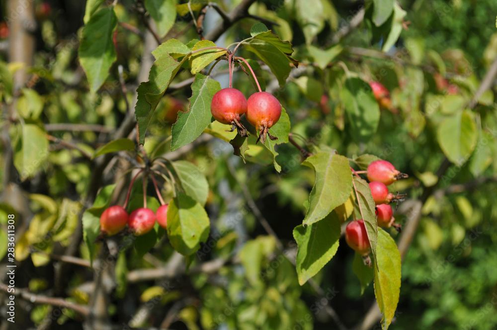Branch of red ripe rose hips on a green bush on a sunny day