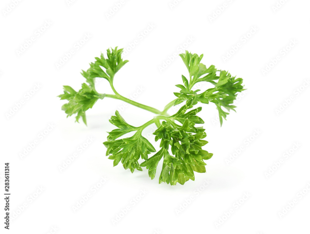 Fresh green organic parsley on white background