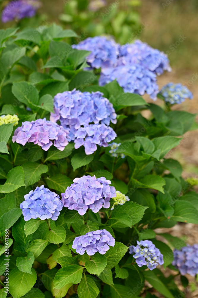 Blue flower hydrangea and green leaves. Blue flower hydrangea and green leaves.