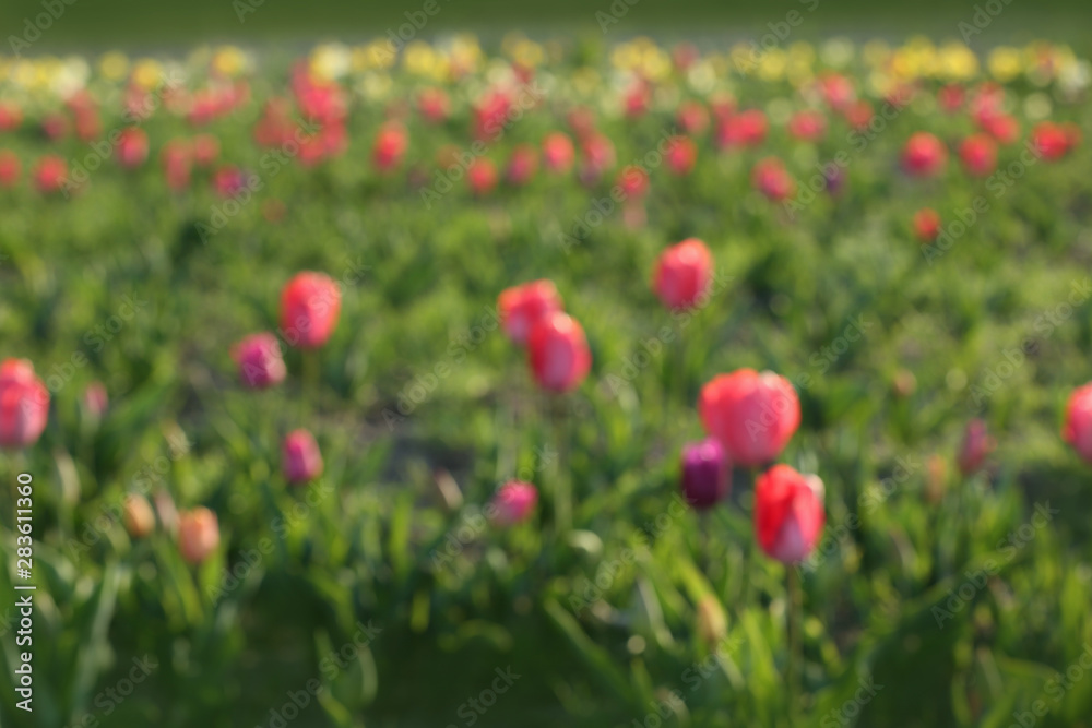 Blurred view of field with fresh beautiful spring flowers on sunny day Blurred view of field with fresh beautiful spring flowers on sunny day