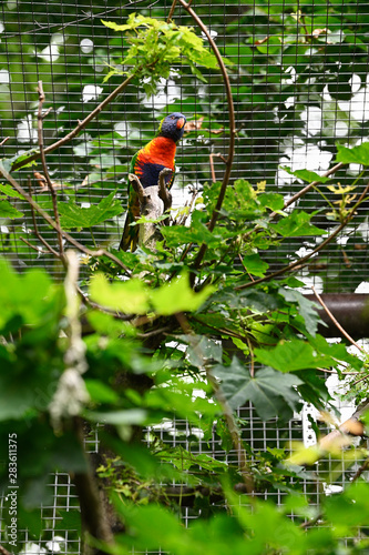 Fotótapéta Parrot outdoors in aviary on branch.