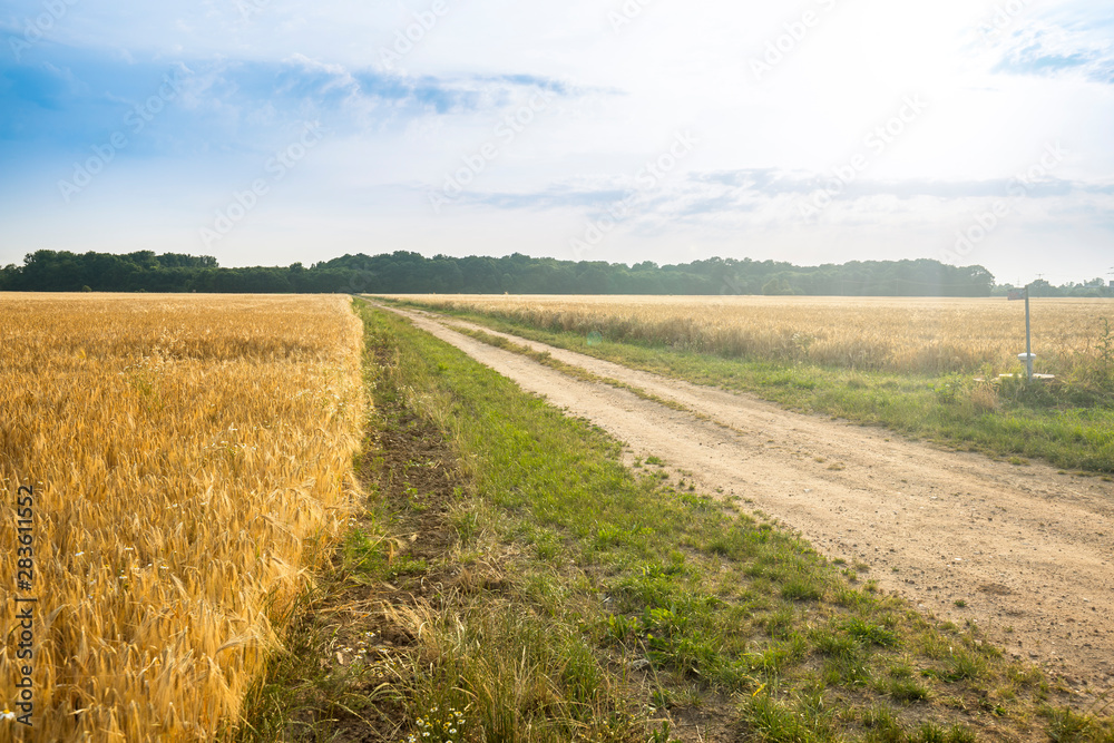 Naklejka premium Empty countryside road through fields with wheat