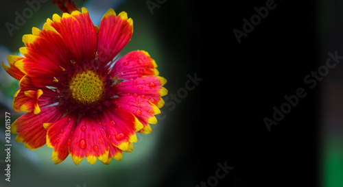 bright red gaillardia flower side view closeup in the garden place under text