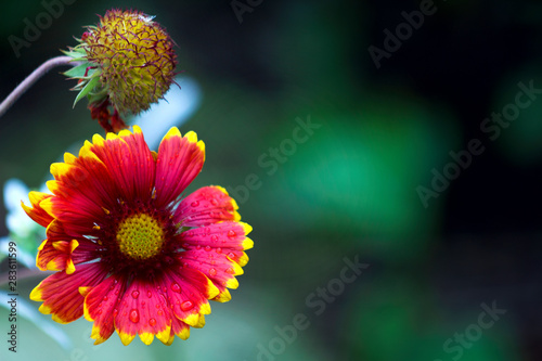 bright red gaillardia flower side view closeup in the garden place under text photo