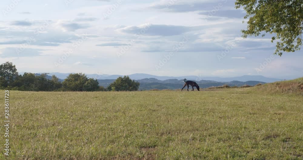 Dog running over the fields and playing with a butterfly in the hills of Slovenia, Europe Dog running over the fields and playing with a butterfly in the hills of Slovenia, Europe