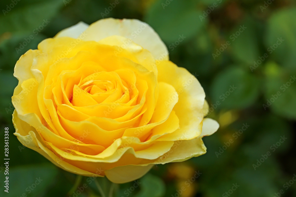 Beautiful blooming rose in garden on summer day, closeup. Space for text Beautiful blooming rose in garden on summer day, closeup. Space for text