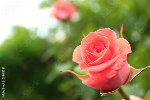 Beautiful blooming rose in garden  closeup view. Space for text