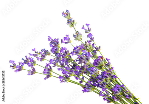 Beautiful tender lavender flowers on white background