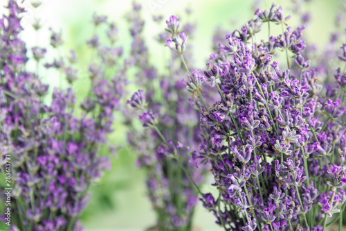 Beautiful tender lavender flowers on blurred background, closeup. Space for text