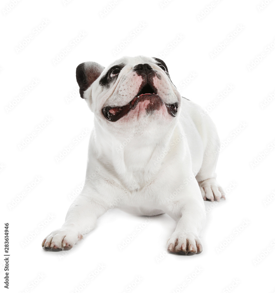 French bulldog on white background. Adorable pet