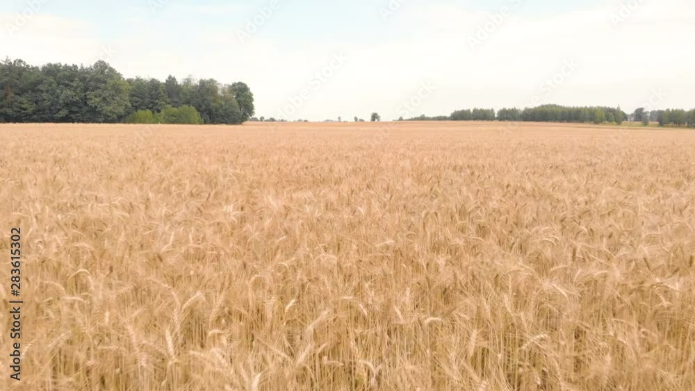 Aerial of farm field with summer hay. Drone flying fast forward and filming straight. Golden and yellow colors. Poland. Europe. Aerial of farm field with summer hay. Drone flying fast forward and filming straight. Golden and yellow colors. Poland. Europe.