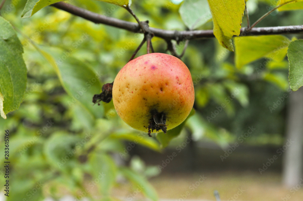 Macro apple on a green branch in the garden Macro apple on a green branch in the garden