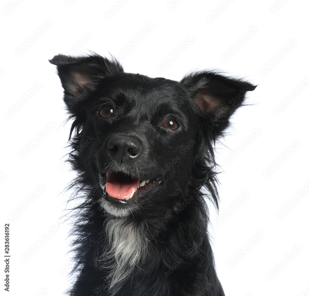 Cute long haired dog on white background Cute long haired dog on white background