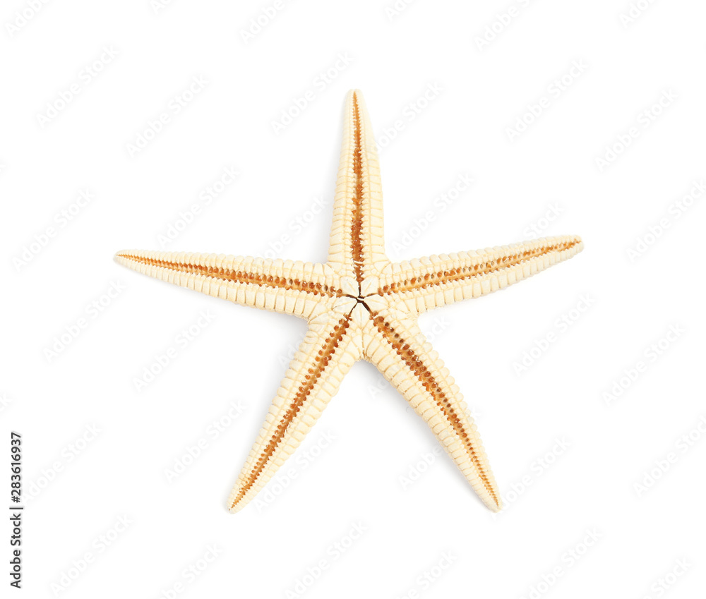 Beautiful starfish on white background, top view. Beach object Beautiful starfish on white background, top view. Beach object