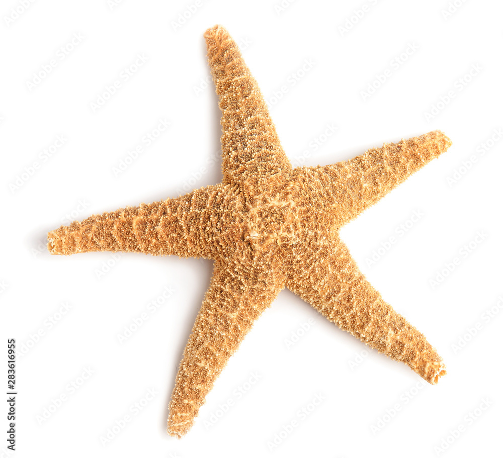 Beautiful starfish on white background, top view. Beach object Beautiful starfish on white background, top view. Beach object