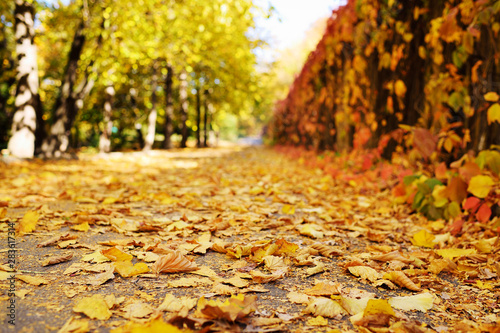 beautiful autumn landscape - Park with alleys , yellow dry leaves, leaves.