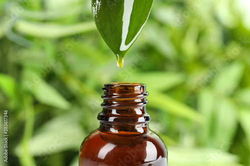 Essential oil drop falling from leaf into glass bottle against blurred green background, closeup