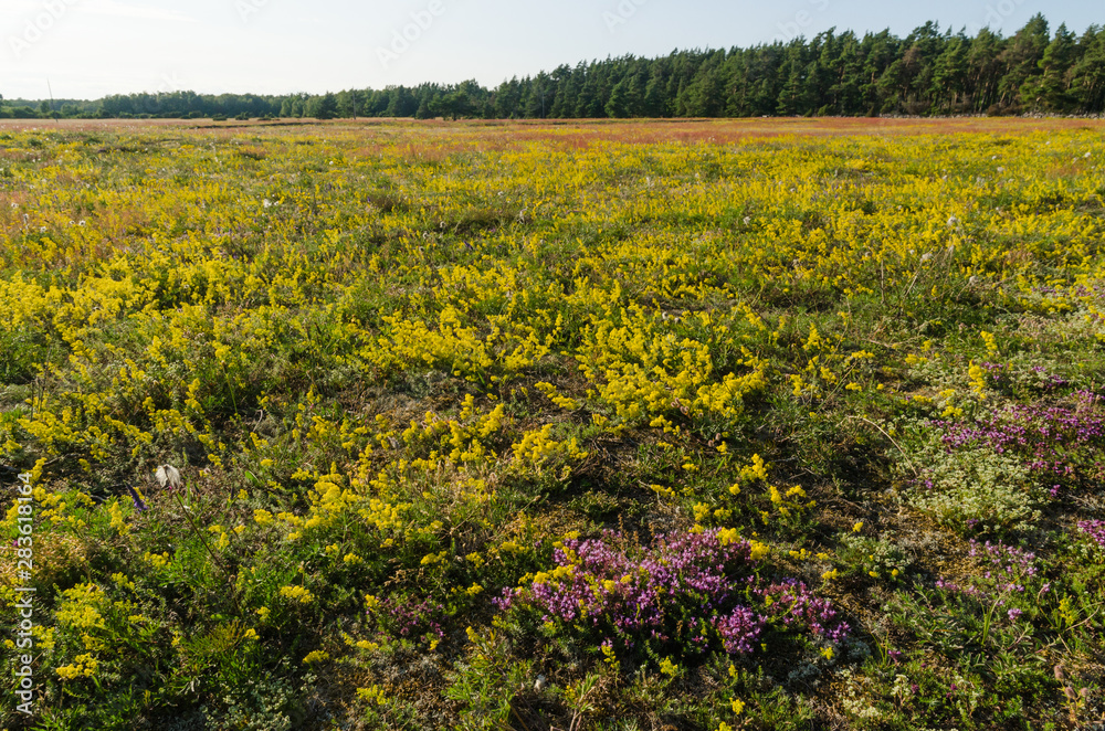 Obraz premium Blossom field in yellow and purple colors