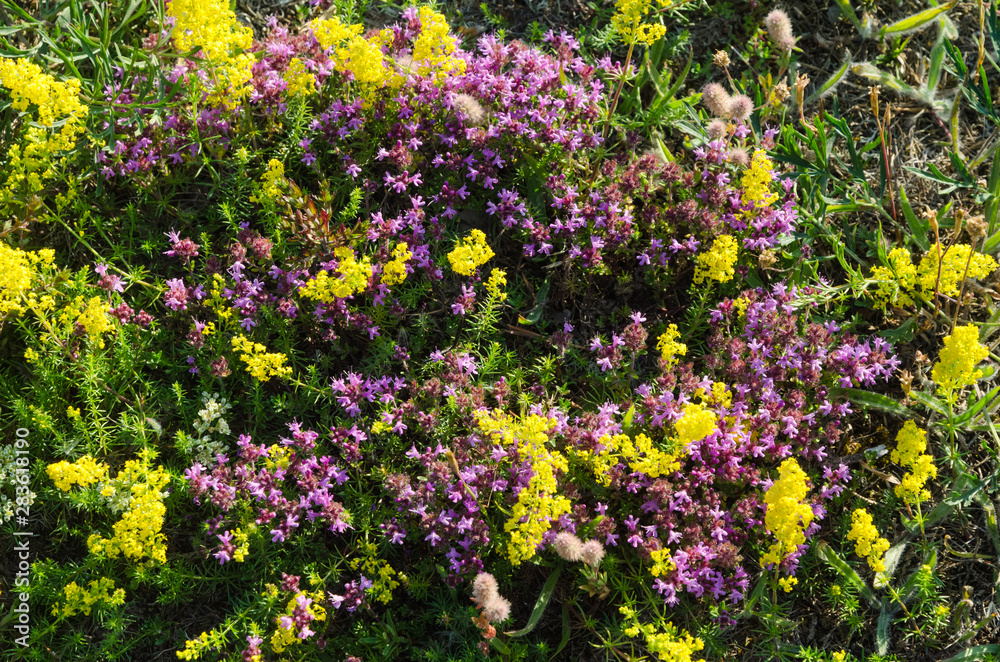 Yellow and purple flowers close up
