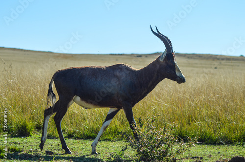 Portrait of a common Tsessebe (Damaliscus lunatus) antelope in Johannesburg game reserve South Africa photo