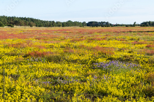 Beautiful yellow, blue and red colors in a blossom field by summertime photo