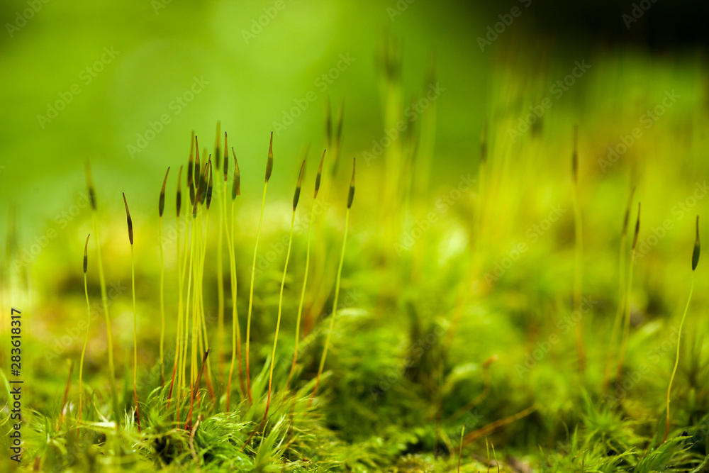 young fresh sprouts on a mossy tree bark with a blurred dark background young fresh sprouts on a mossy tree bark with a blurred dark background