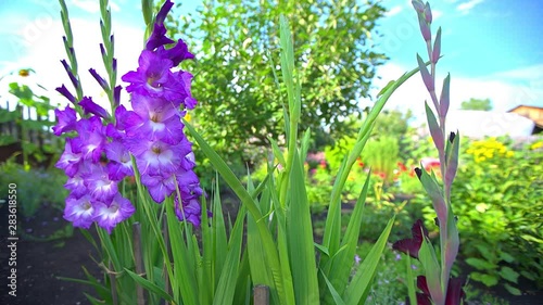 Gladiolus flowers in the garden