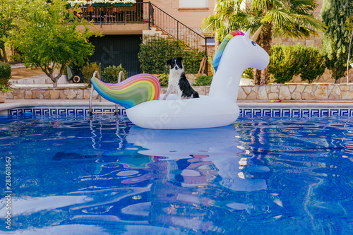 cute border collie dog standing on an inflatable toy unicorn at the swimming pool. Summertime, fun and lifestyle outdoors