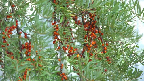 girl tears off sea buckthorn berries