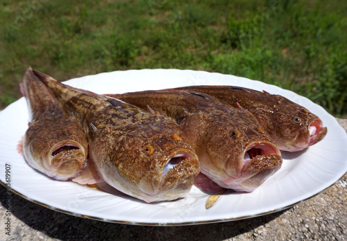 Fotografie Raw sea fishes Uranoscopus scaber or Stargazer on the white plate