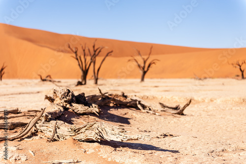 Dead Trees against against the red backdrop of the towering sand dunes of Namibia s Deadvlei