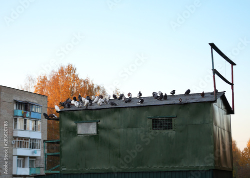 house with pigeons on the roof