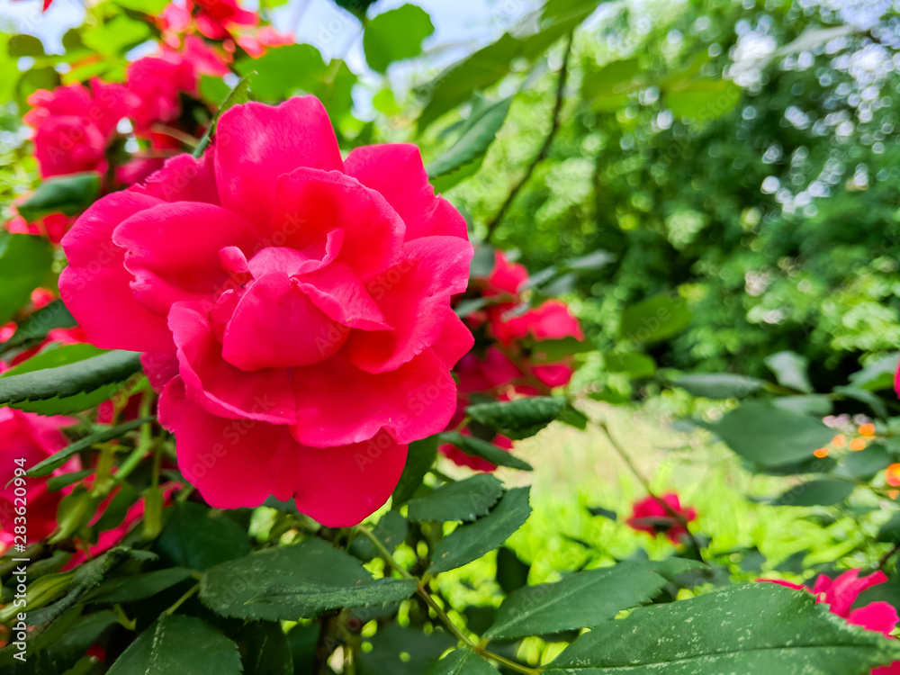 Red roses in green leaves. Blooming roses in garden. Beautiful red flowers on blurry background. Copy space Red roses in green leaves. Blooming roses in garden. Beautiful red flowers on blurry background. Copy space