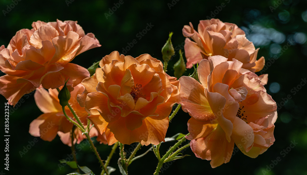Bright orange lovely bunch of rose Westerland with green leaves background. Selective focus. Lyric motif for design. Flower rose landscape, fresh wallpaper, nature background concept Bright orange lovely bunch of rose Westerland with green leaves background. Selective focus. Lyric motif for design. Flower rose landscape, fresh wallpaper, nature background concept