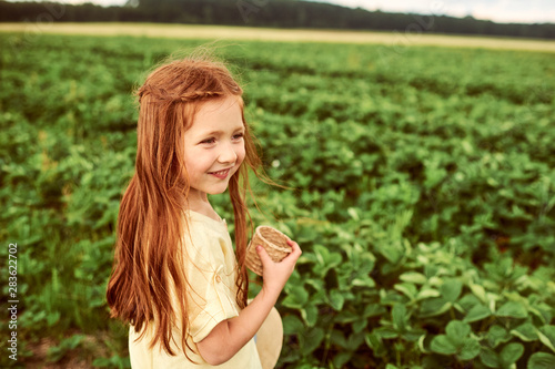 A little beautiful caucasian girl in the green field harvests and eating strawberries having fun
