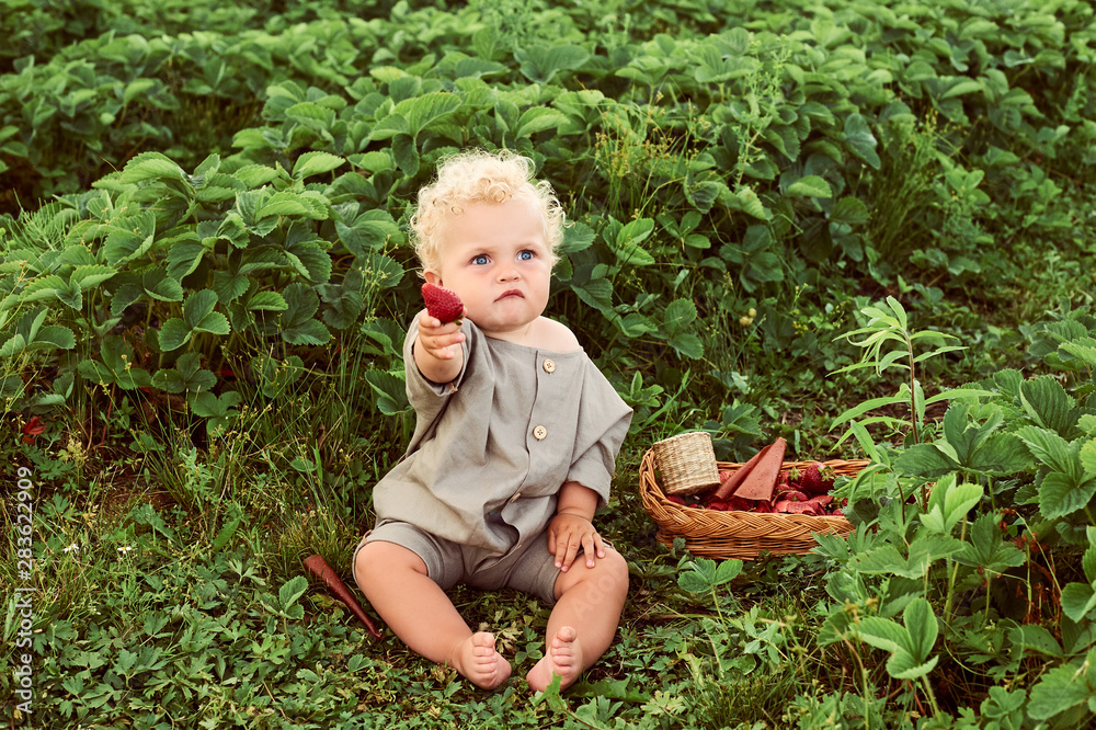 A cute beautiful caucasian curly kid with a basket of strawberries gathers a new crop outdoor in the green field A cute beautiful caucasian curly kid with a basket of strawberries gathers a new crop outdoor in the green field