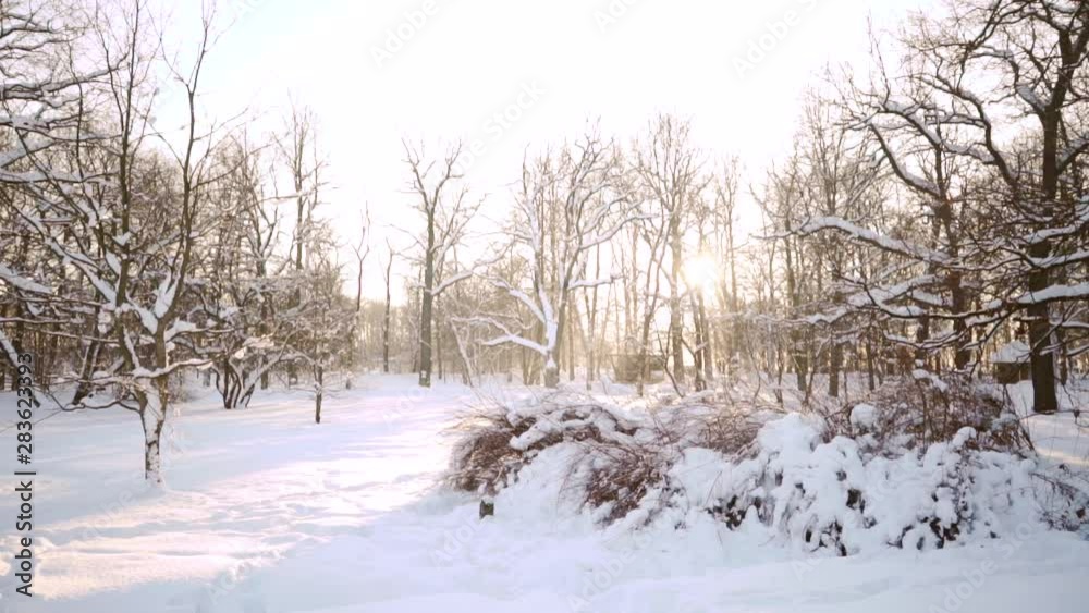 Winter sunny snowy landscape. Snowdrifts in the forest. New Year time. Northern cold weather. Beautiful background for lettering or text. Winter sunny snowy landscape. Snowdrifts in the forest. New Year time. Northern cold weather. Beautiful background for lettering or text.