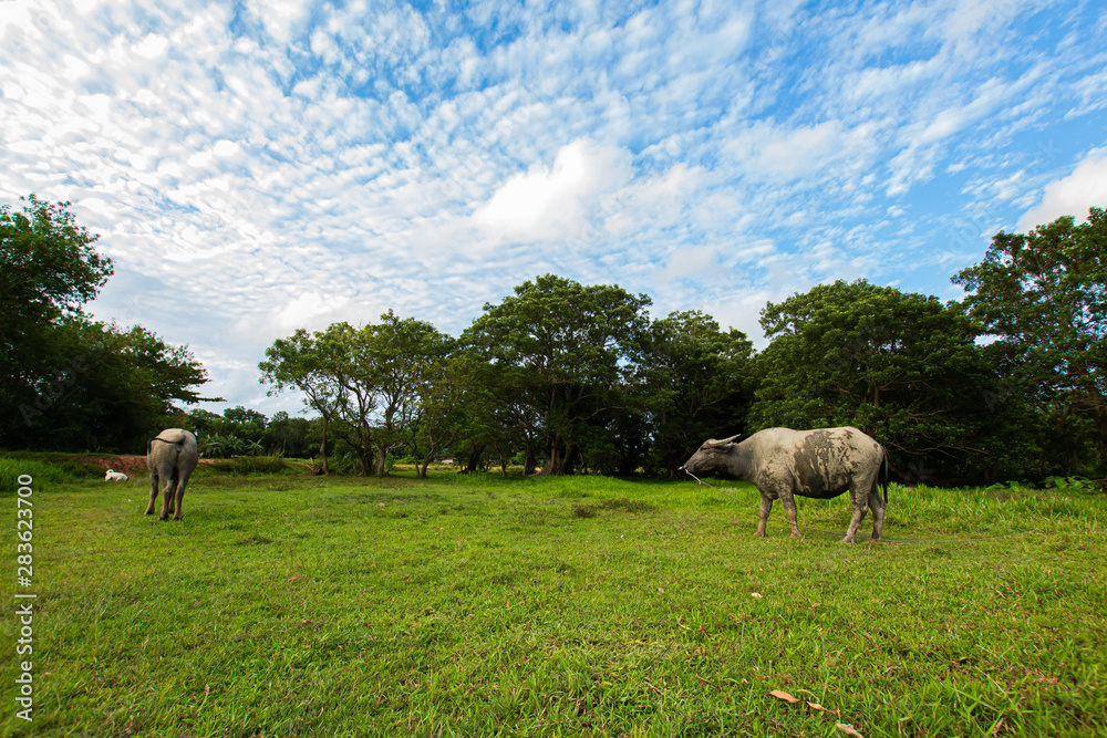Fototapeta premium Thai buffalo is grown in bright green fields, at Phuket, Thailand.