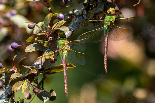 Common Green Darner (Anax junius) Dragonfly on the branch tree