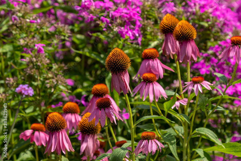 Coneflower ( Echinacea purpurea) in a botanical garden Coneflower ( Echinacea purpurea) in a botanical garden