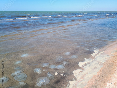 Dead jellyfish in the shallow waters of seashore. Jellyfish Rhizostomeae photo