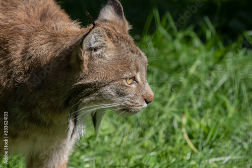 The Canada lynx (Lynx canadensis) in ZOO © Denny