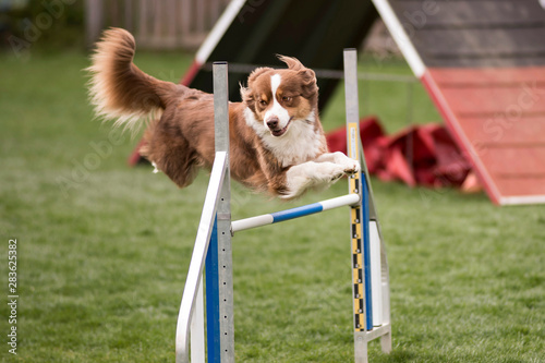 berger australien en agility