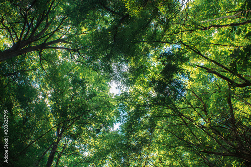 Summer green forest