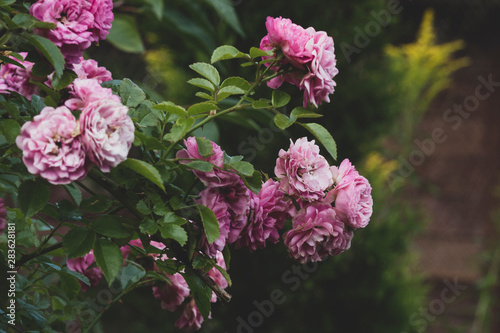 pink flowers in the garden