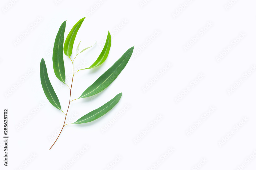 Green eucalyptus branch on white background