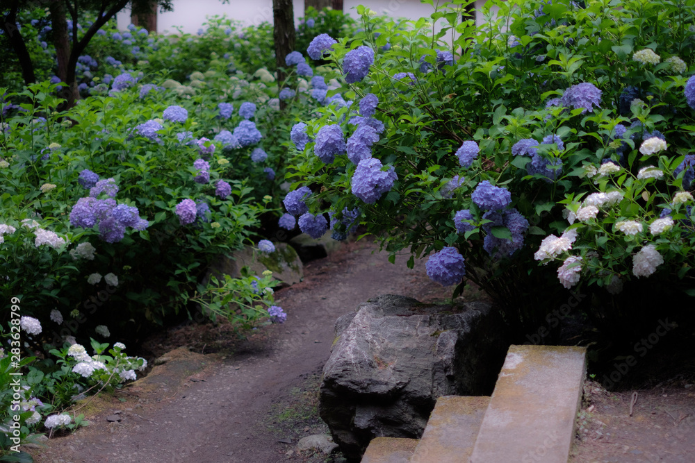 hydrangeas in the garden