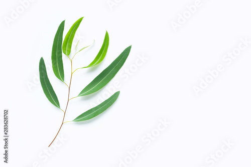 Fototapeta Naklejka Na Ścianę i Meble -  Green eucalyptus branch on white background