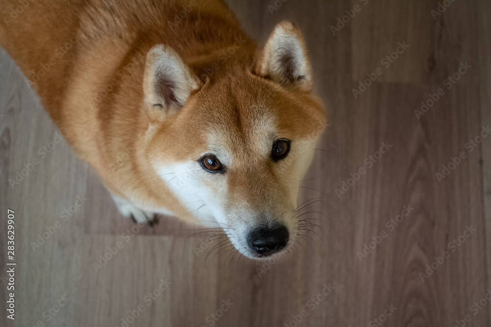 A beautiful purebred Shiba Inu dog is sitting on the floor. View from above