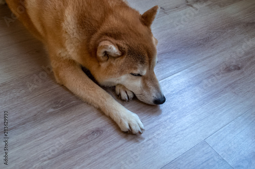 Beautiful ginger, purebred Shiba Inu dog lies on a wooden floor. View from above